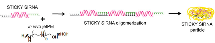 Schematic structure of STICKY SIRNA.