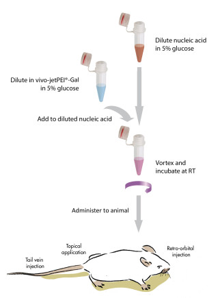in vivo-jetPEI-Gal - Protocol