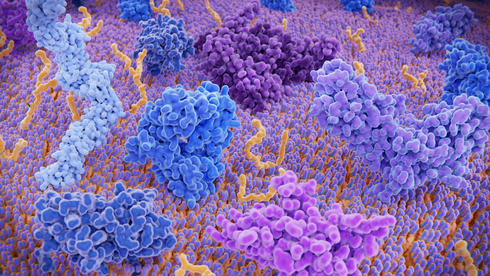 PEI-mediated Transient gene expression for protein production