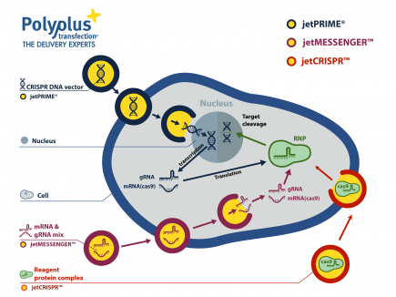 Complete transfection mecanism