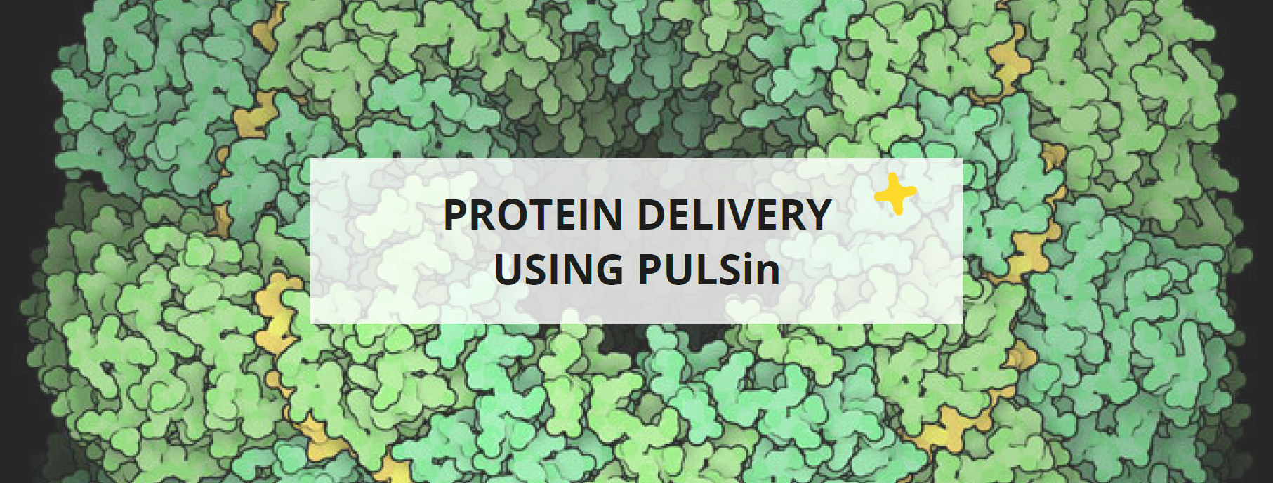Protein delivery using PULSin®