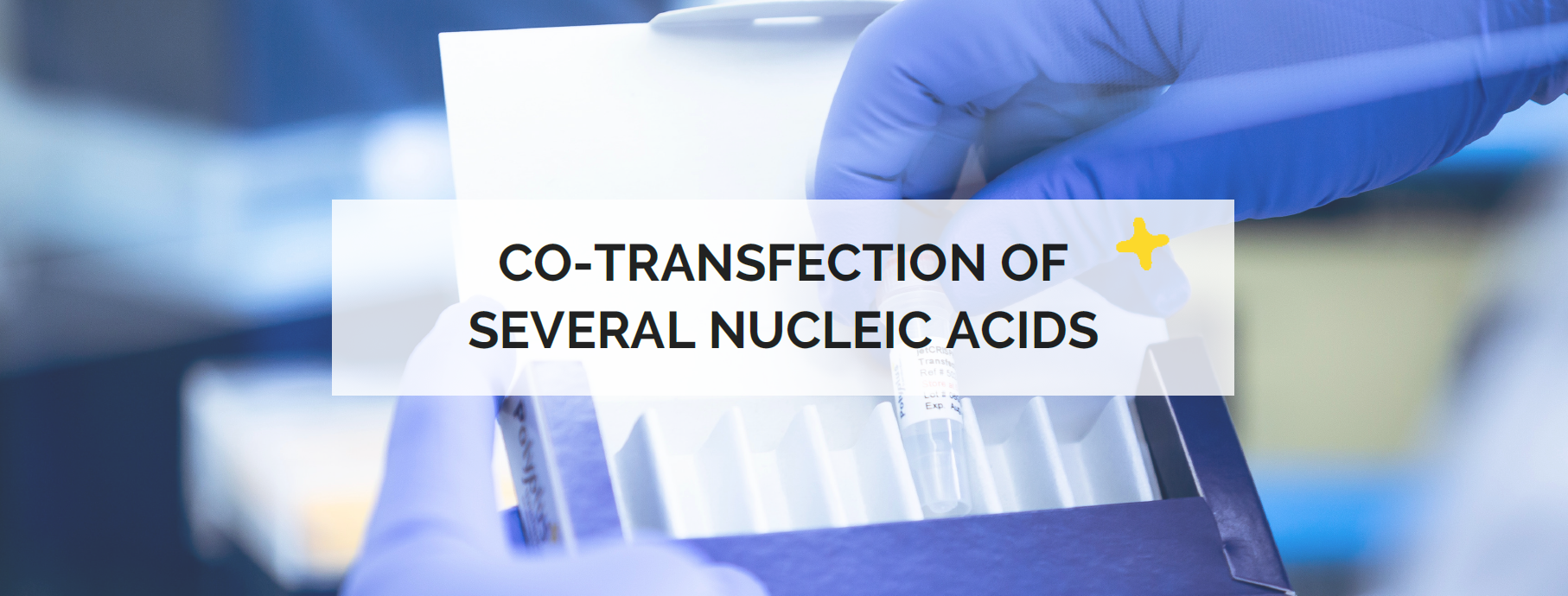 Co-transfection of several nucleic acids