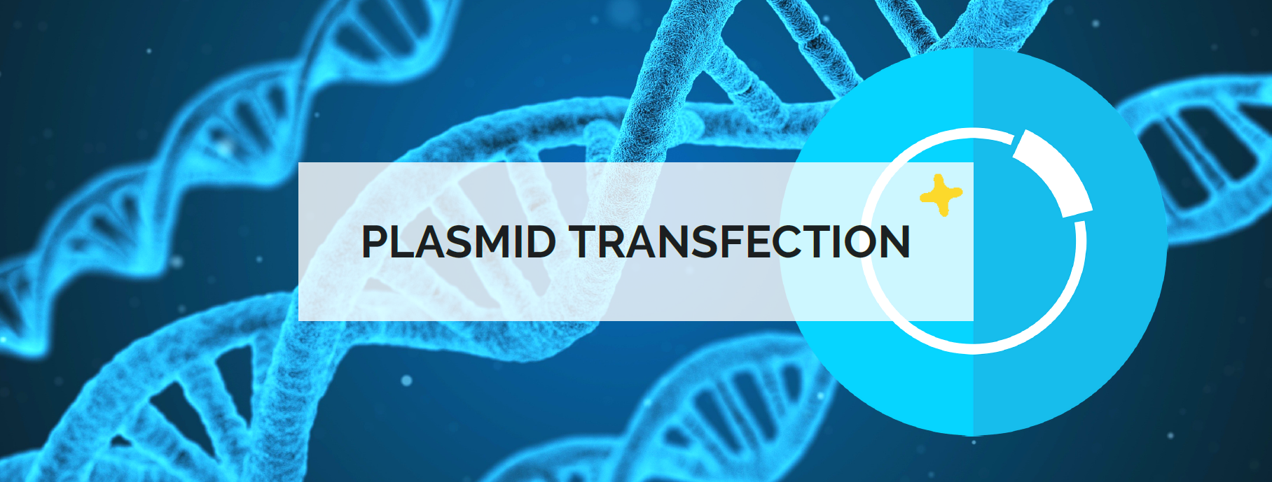 Plasmid transfection