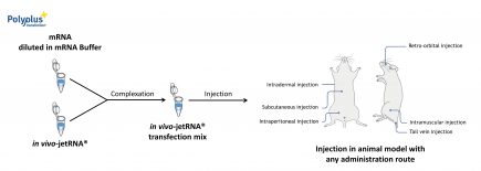 in vivo-jetRNA - protocol