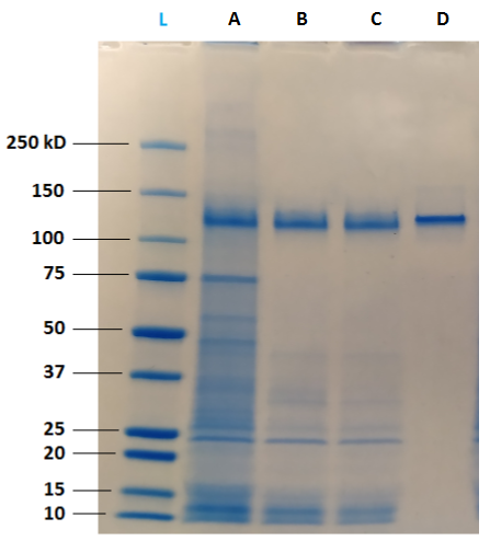 Figure 4: Qualitative analysis on SDS-PAGE reveals that clarified samples (A) contain a high quantity of impurities, including HCP. MabXpure™ resin used at ratio 1:5 (B) or 1:2.5 (C) allows a significant depletion of these impurities, without visible loss of IgG1. Protein A resin (D) purification shows a total depletion of impurities and a significant loss of IgG1. SDS-PAGE was performed using BioRad Criterion™ TGX™ system including Criterion™ Cell and Criterion™ TGX™ 4-15 % gels.