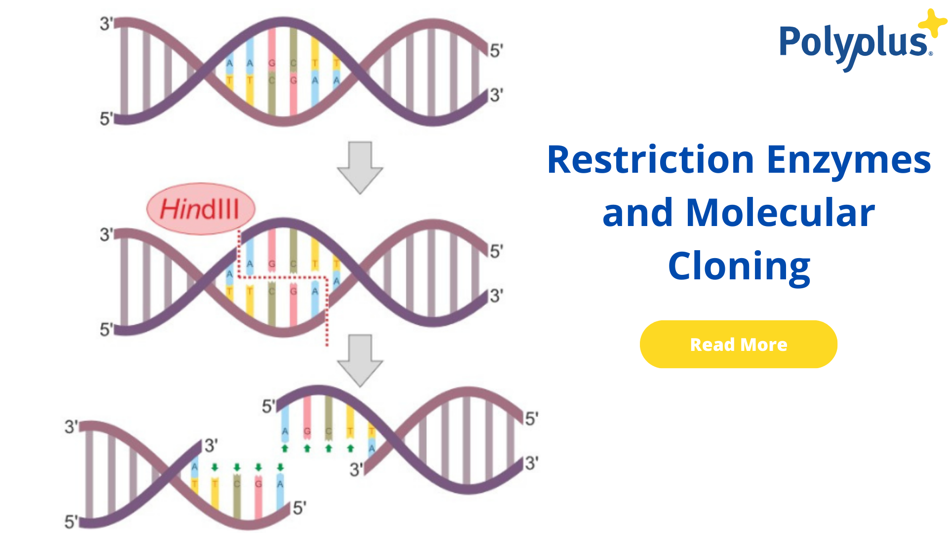 Restriction Enzymes and Molecular Cloning
