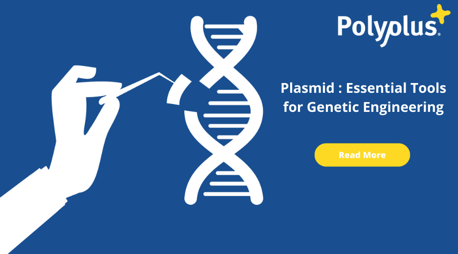 Plasmids Essential Tools For Engineering