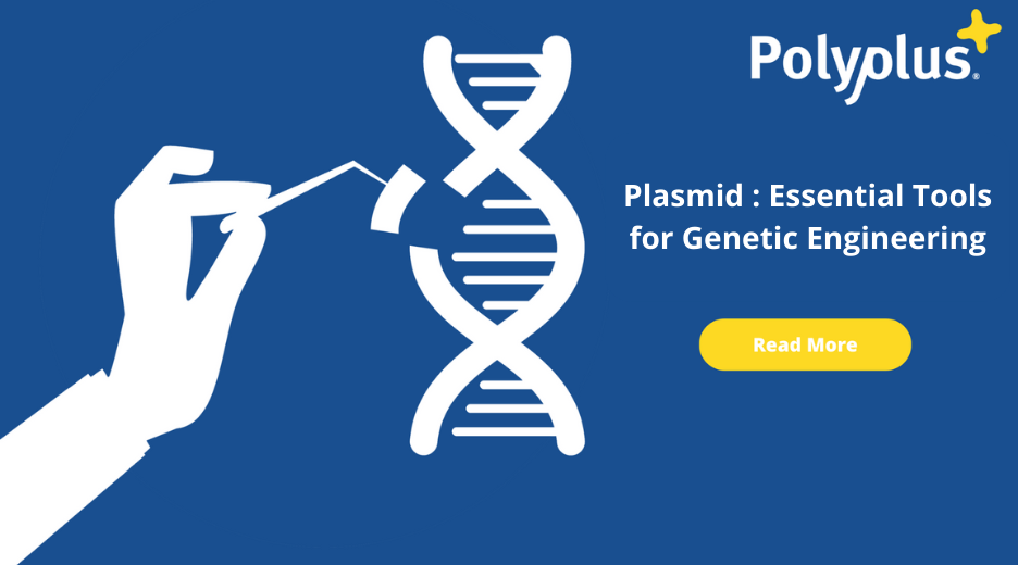Plasmids : Essential Tools For Genetic Engineering