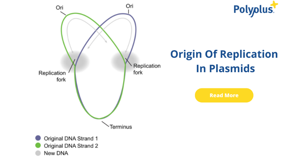 Origin Of Replication In Plasmids
