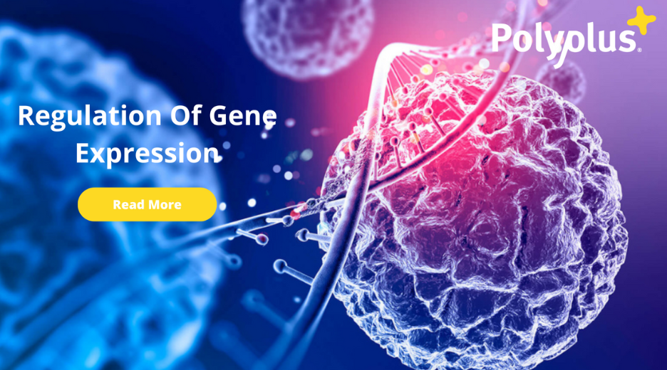 Regulation Of Gene Expression