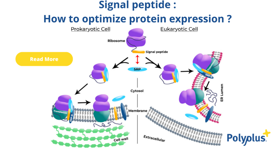 Signal Peptide : How To Optimize Protein Expression
