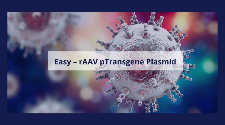 Easy – rAAV pTransgene Plasmid